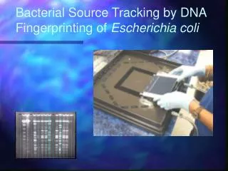 Bacterial Source Tracking by DNA Fingerprinting of Escherichia coli