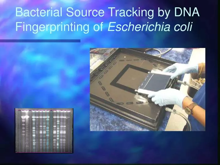 bacterial source tracking by dna fingerprinting of escherichia coli
