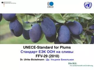 UNECE-Standard for Plums ???????? ??? ??? ?? ????? FFV-29 (2010) Dr. Ulrike Bickelmann / ?? . ??????? ?????????