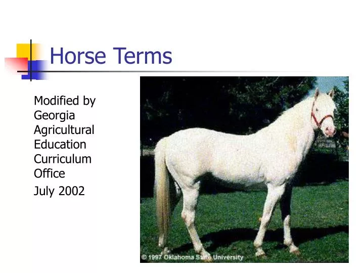 horse terms