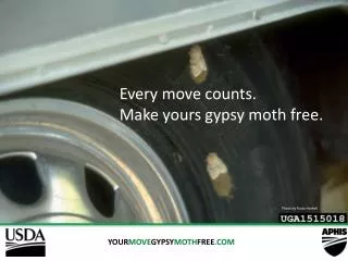 YOUR MOVE GYPSY MOTH FREE .COM