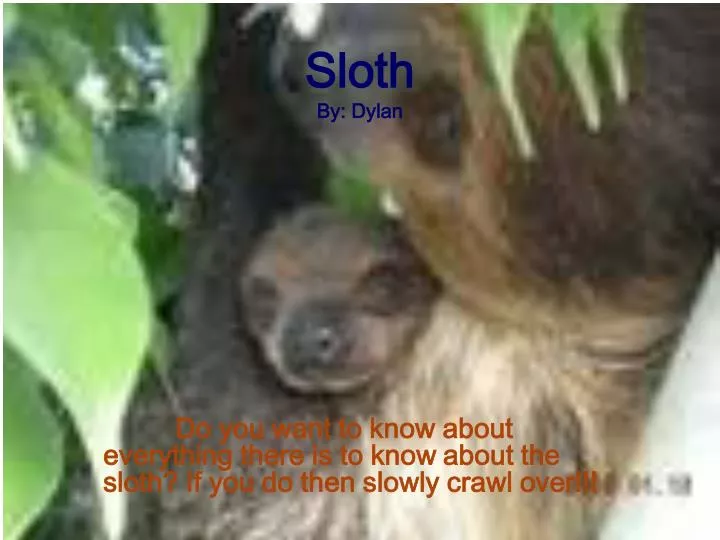 sloth by dylan