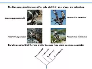 The Galapagos mockingbirds differ only slightly in size, shape, and coloration.
