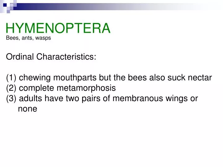 hymenoptera