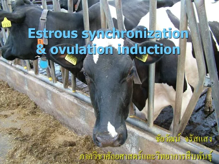 estrous synchronization ovulation induction