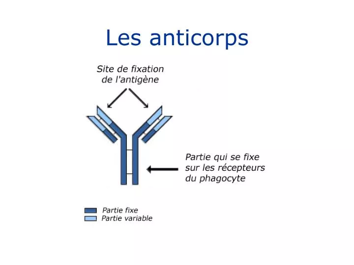 les anticorps