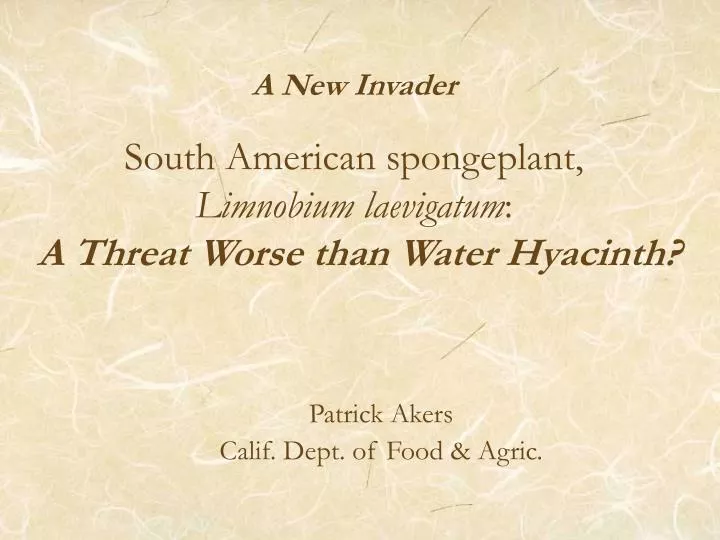 a new invader south american spongeplant limnobium laevigatum a threat worse than water hyacinth