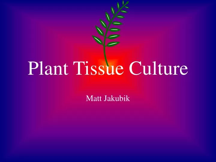 plant tissue culture