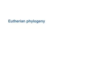 Eutherian phylogeny