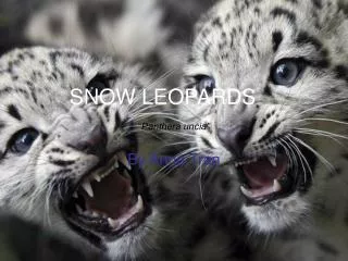 SNOW LEOPARDS “ Panthera uncia”