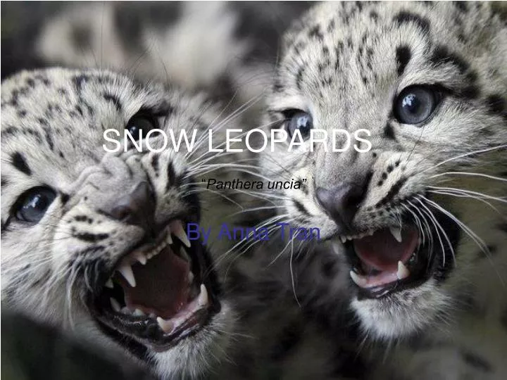 snow leopards panthera uncia