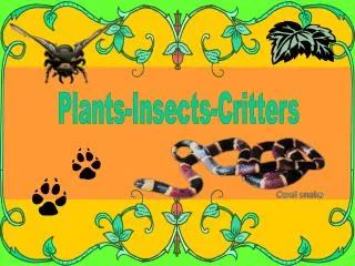 Plants-Insects-Critters