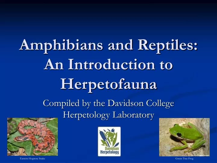 amphibians and reptiles an introduction to herpetofauna