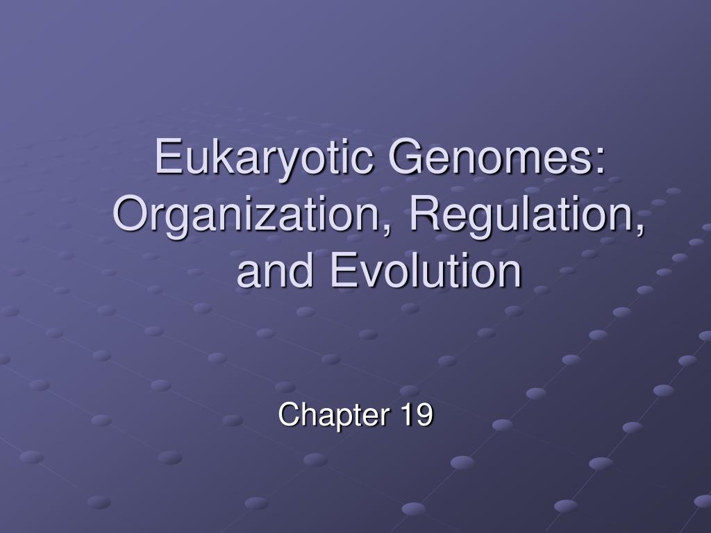 PPT - Eukaryotic Genome Organization PowerPoint Presentation, free ...