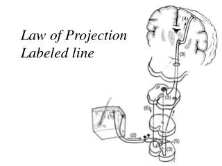 Law of Projection Labeled line