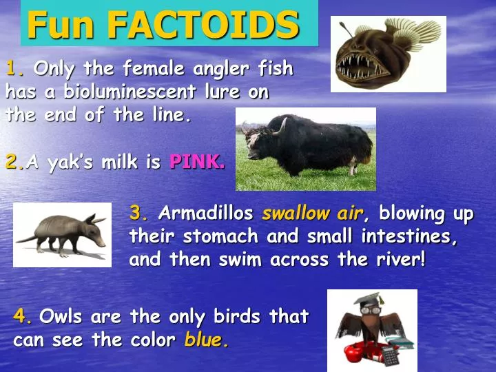 fun factoids