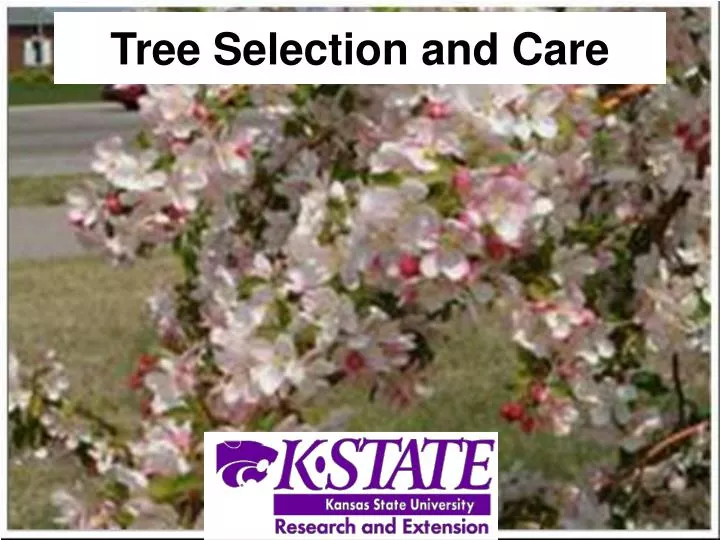 tree selection and care