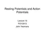 Resting Potentials and Action Potentials - slide 1