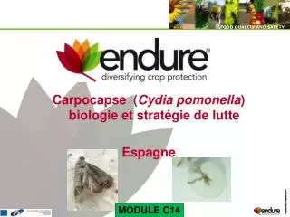 Carpocapse ( Cydia pomonella ) biologie et stratégie de lutte Espagne