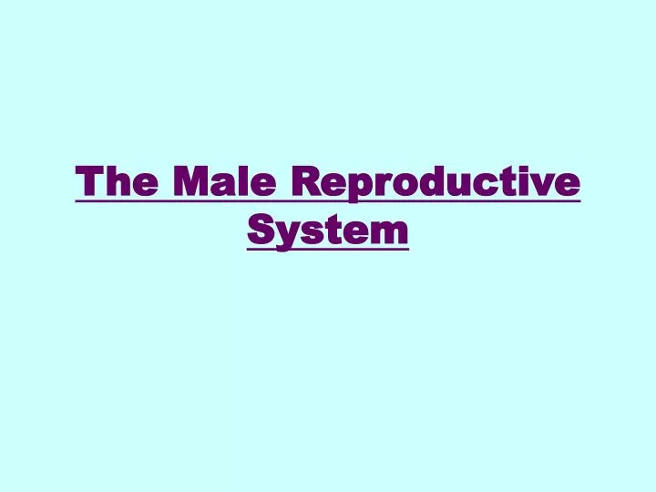 the male reproductive system