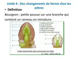 unit 4 des changements de forme chez les arbres