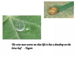 The wise man warns me that life is but a dewdrop on the lotus leaf - Tagore