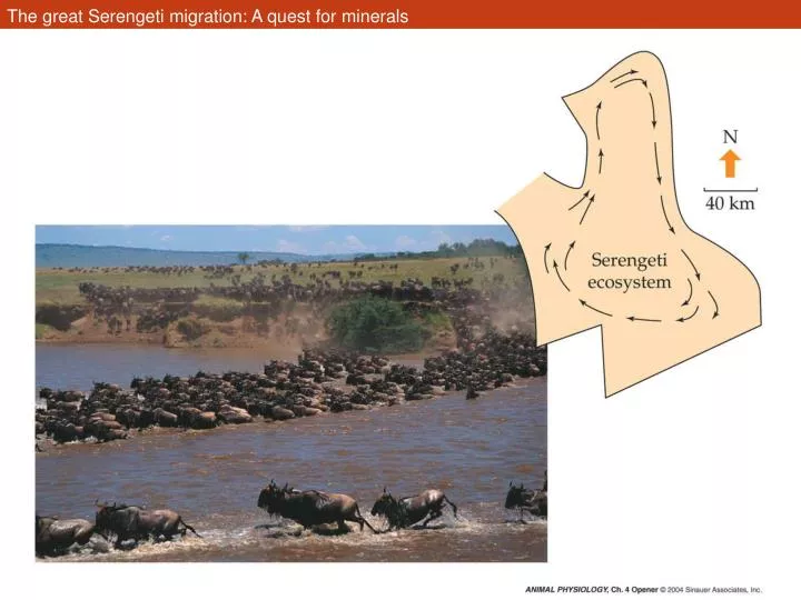 the great serengeti migration a quest for minerals