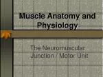 Muscle Anatomy and Physiology - slide 1