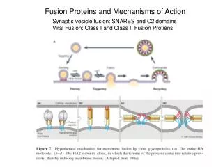 Fusion Proteins and Mechanisms of Action