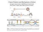 Fusion Proteins and Mechanisms of Action - slide 1