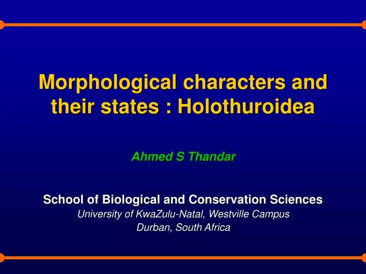 morphological characters and their states holothuroidea