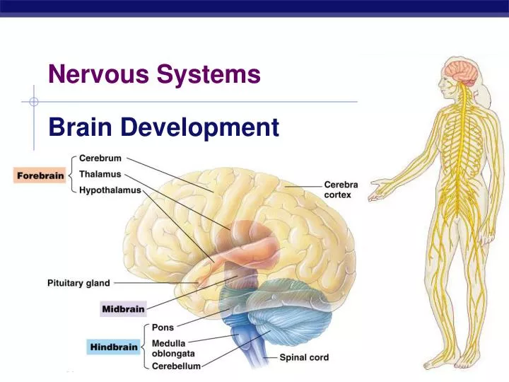 nervous systems