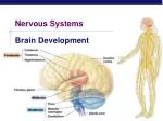 Nervous Systems - slide 1