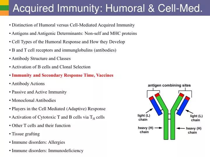 acquired immunity humoral cell med