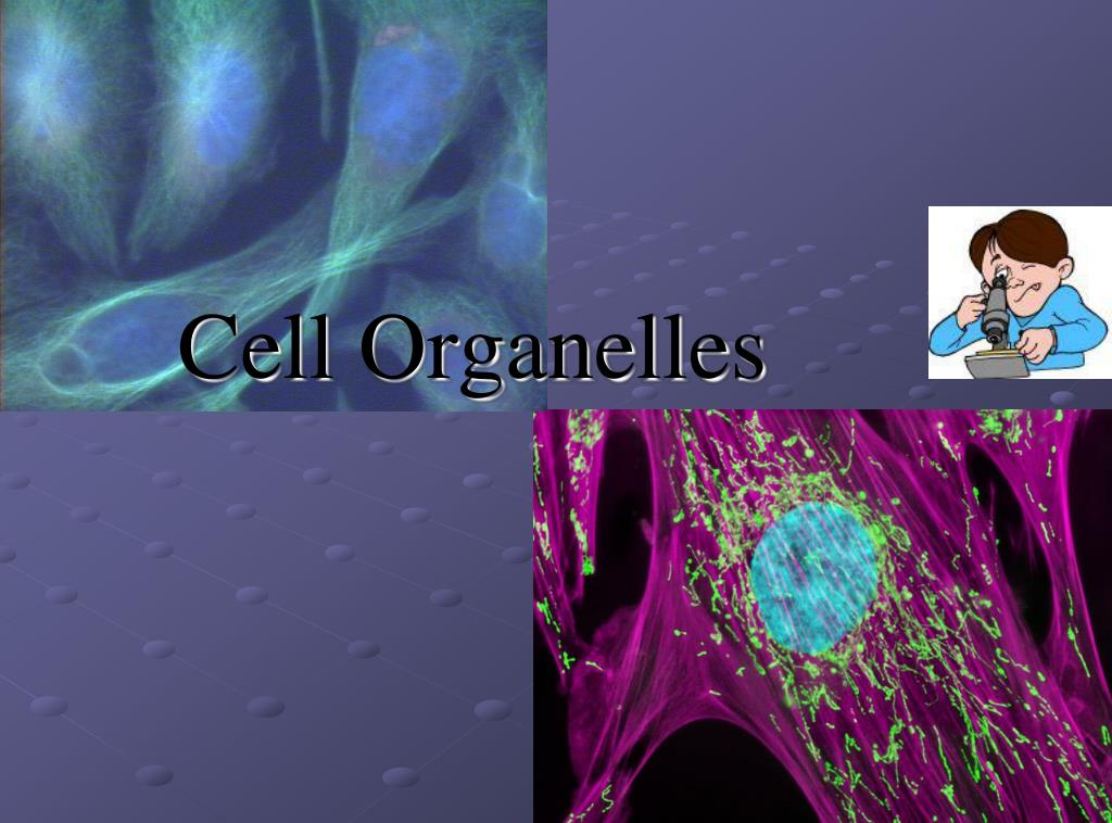 PPT - Cell Organelles PowerPoint Presentation, free download - ID:1014821