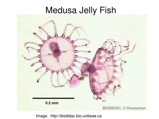 Medusa Jelly Fish