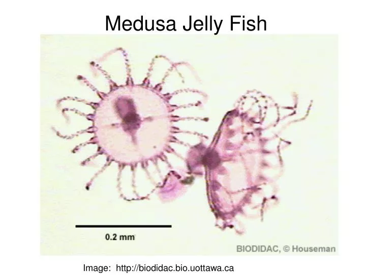medusa jelly fish