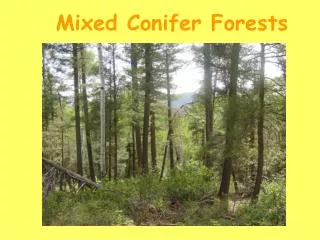 Mixed Conifer Forests