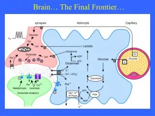 Brain… The Final Frontier…