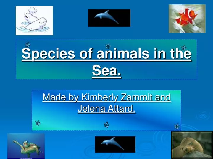 species of animals in the sea