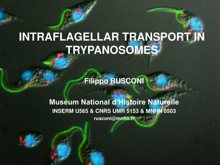 intraflagellar transport in trypanosomes