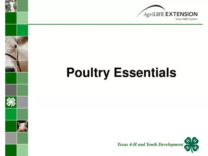 poultry essentials