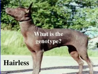 What is the genotype?