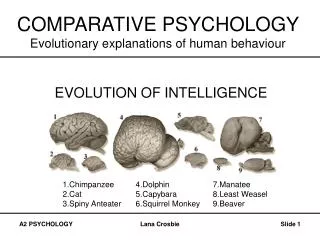 COMPARATIVE PSYCHOLOGY Evolutionary explanations of human behaviour