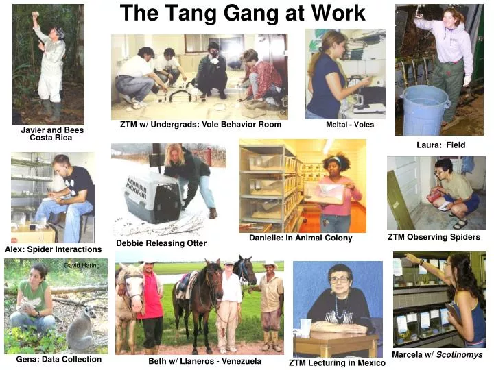 the tang gang at work