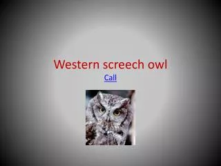 Western screech owl Call