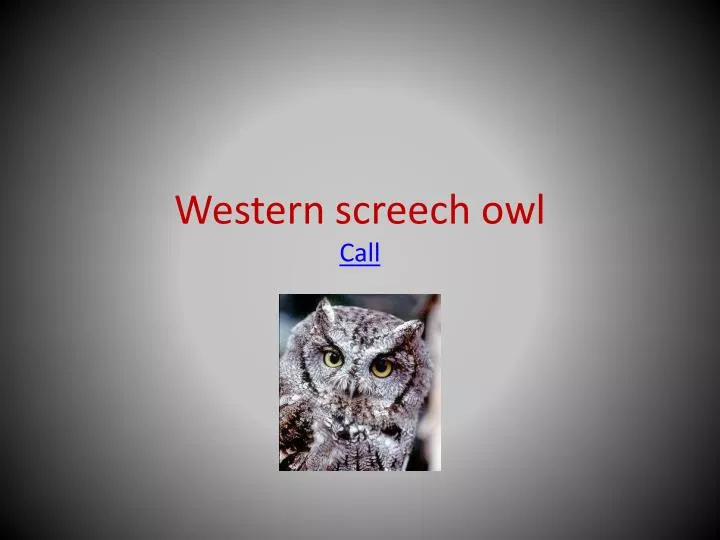 western screech owl call