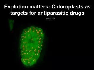 Evolution matters: Chloroplasts as targets for antiparasitic drugs