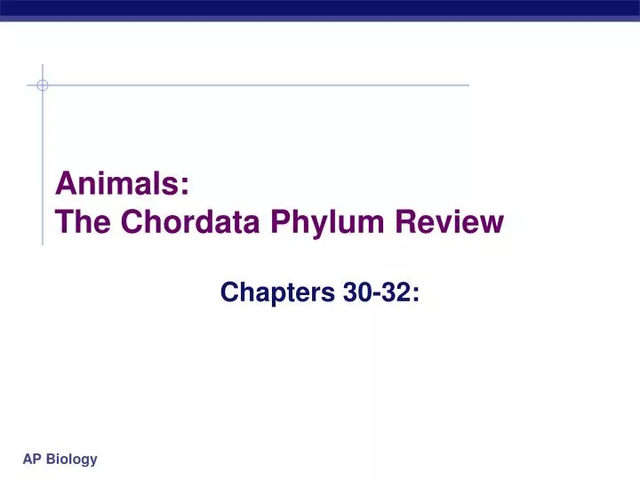 animals the chordata phylum review