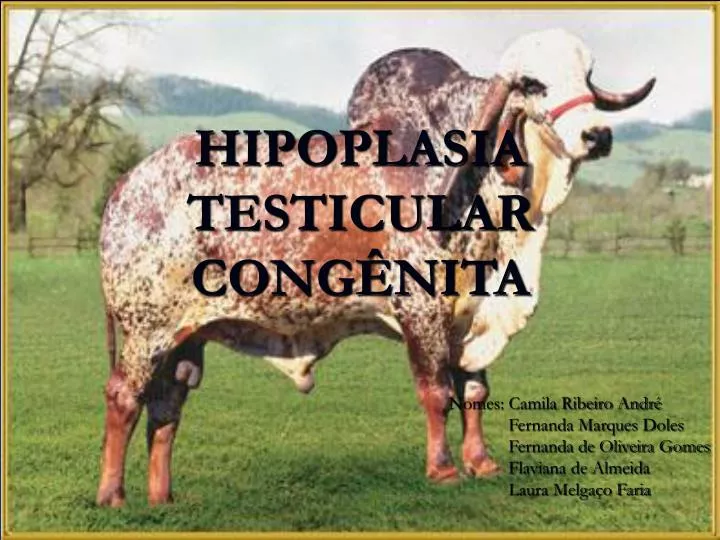 hipoplasia testicular cong nita